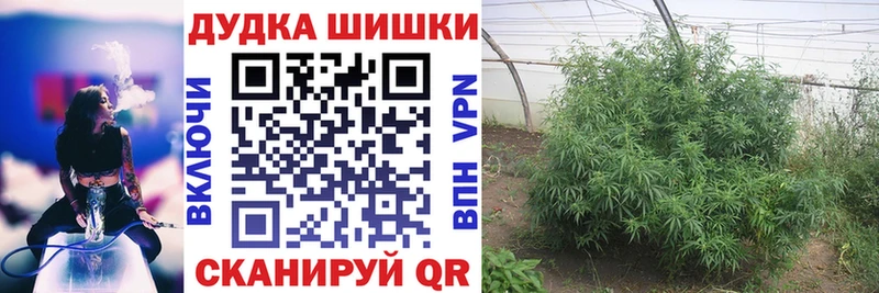 площадка клад  Талдом  Марихуана сатива 